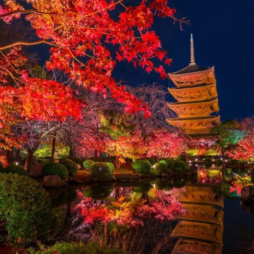 東寺の紅葉　夜景